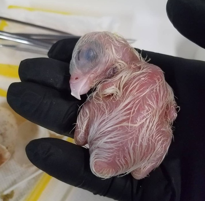 A newly hatched gyrfalcon eyas held in a gloved hand
