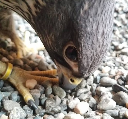 A falcon on the gravel, head lowered, jesses visible on its legs