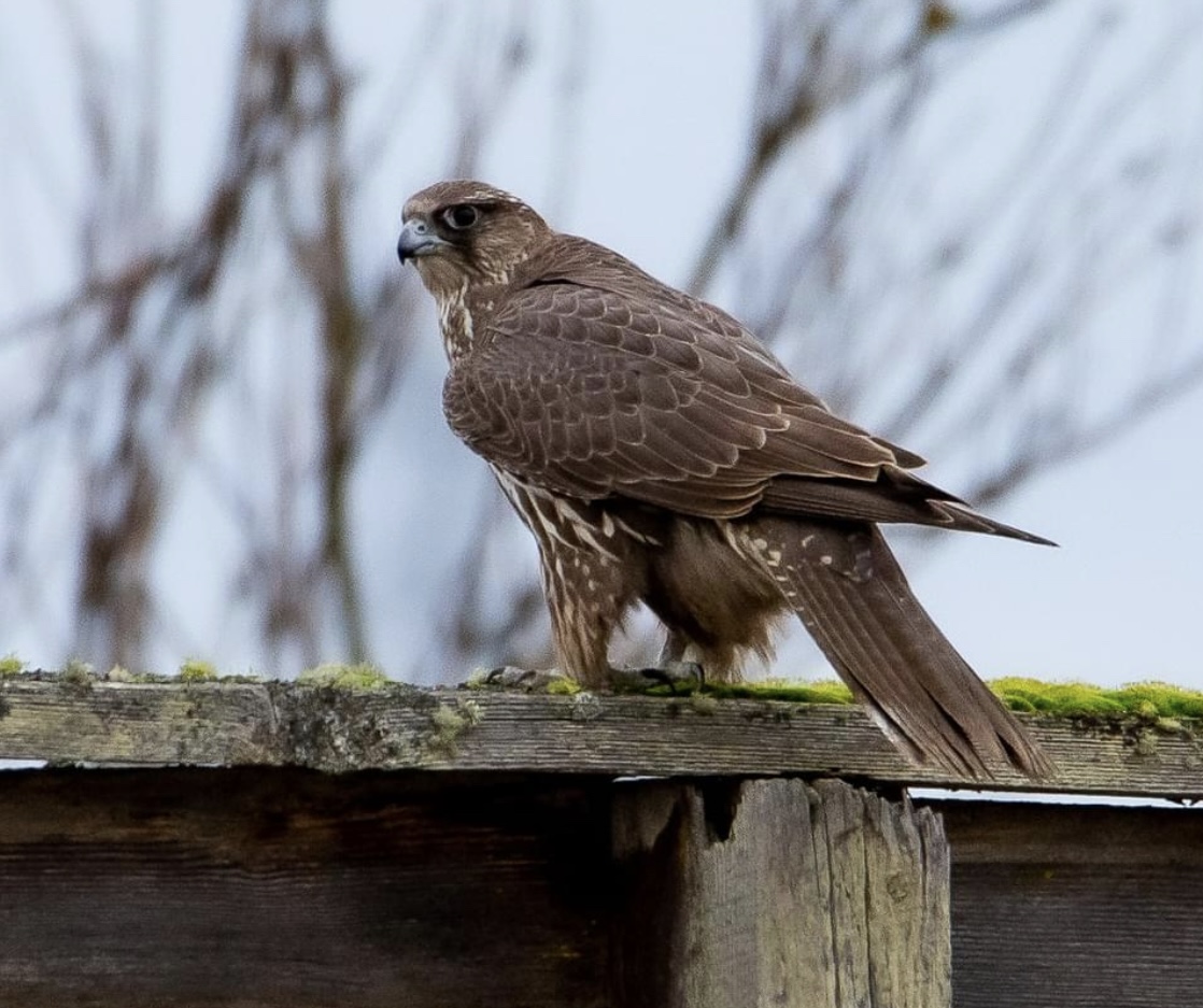 A wild female gyrfalcon perched on a wooden post in Washington State